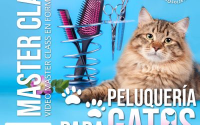 Peluquería para Gatos como Negocio Rentable