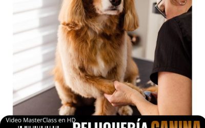 Cómo montar una peluquería canina rentable desde casa: guía completa para emprender con éxito
